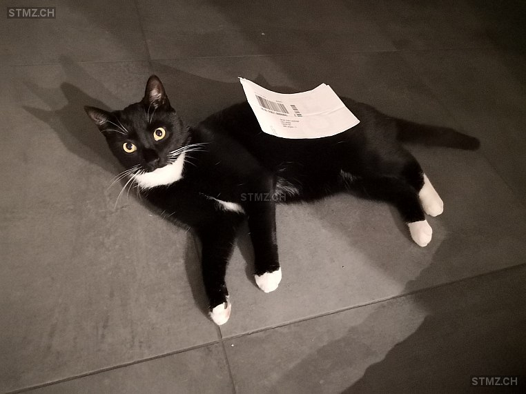 Mila — Hauskatze ♀, Vermisst seit 08.11.2024, Rohrbach (BE)