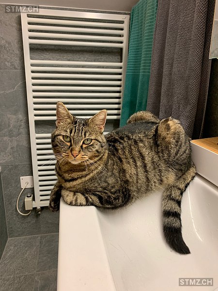 Luna — Hauskatze ♀, Vermisst seit 29.05.2025, Niederwil SG (SG)