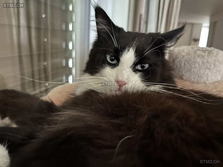 Blacky — Maine Coon ♀, Vermisst seit 30.05.2025, Berneck (SG)