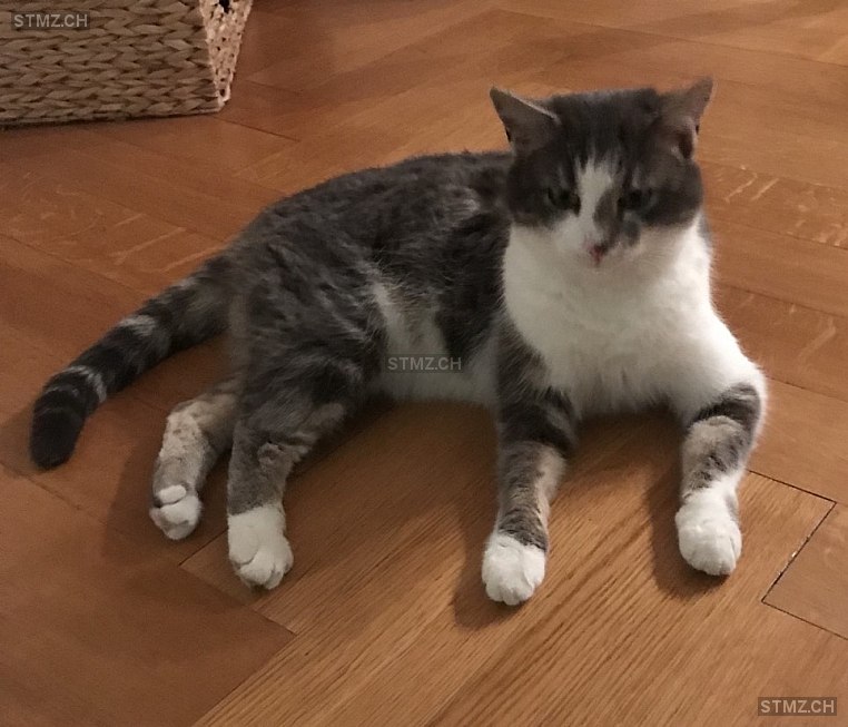 Lina — Hauskatze ♀, Vermisst seit 24.05.2025, Chandolin (VS)