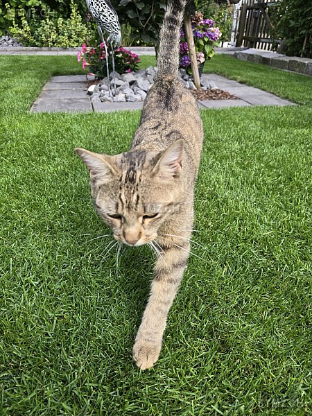 Jimmy — British Kurzhaar ♂, Vermisst seit 22.04.2025, Münchenstein (BL)