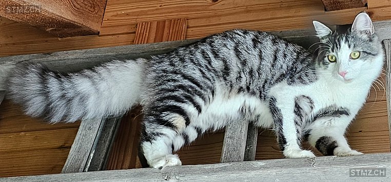 Balu — Hauskatze ♂, Vermisst seit 06.01.2025, Kägiswil (OW)