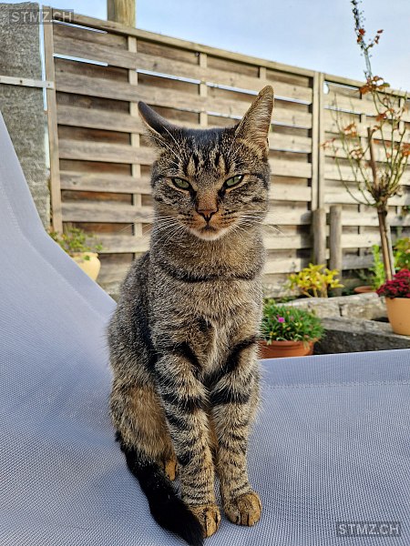 Bagira — Hauskatze ♂, Vermisst seit 27.05.2025, Schocherswil (TG)