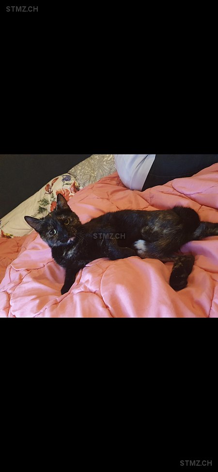 Funny — Hauskatze ♀, Vermisst seit 21.05.2025, Aarwangen (BE)