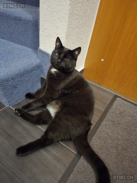 Richi (Richard von Langenschwanz der 1.) — Hauskatze ♂, Vermisst seit 02.06.2025, Gretzenbach (SO)