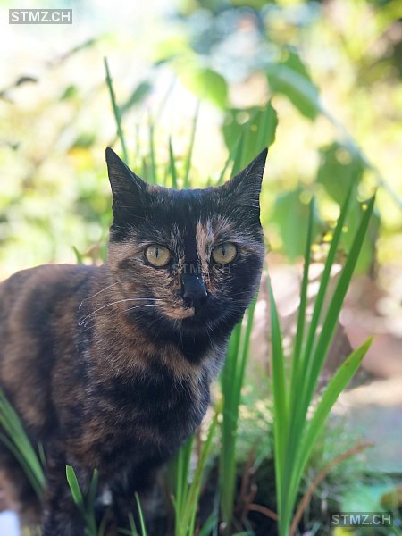 Whiskey — Hauskatze ♀, Vermisst seit 22.05.2025, Jona (SG)