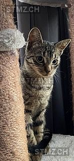 Tigi — Hauskatze ♀, Vermisst seit 30.05.2025, Rafz (ZH)