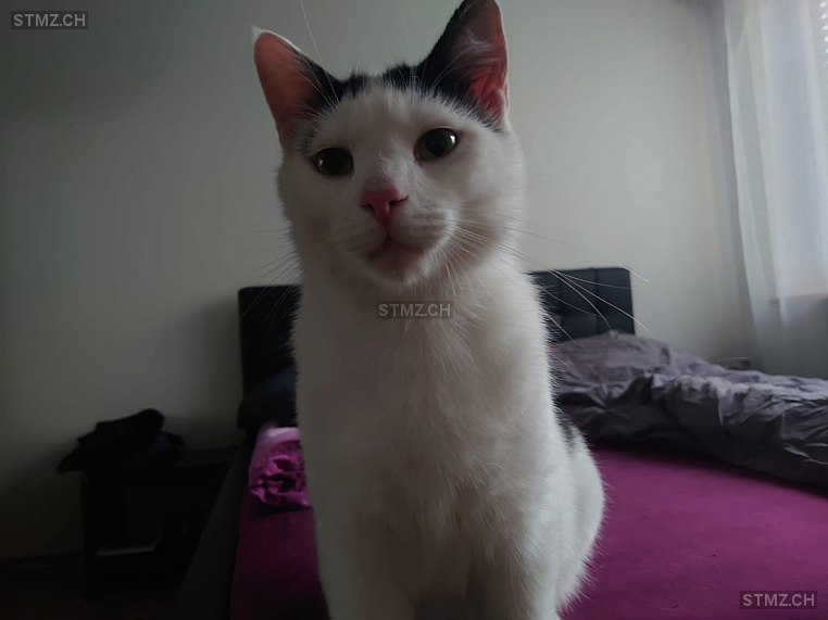 Knight — Hauskatze ♂, Vermisst seit 10.05.2025, Winterthur (ZH)