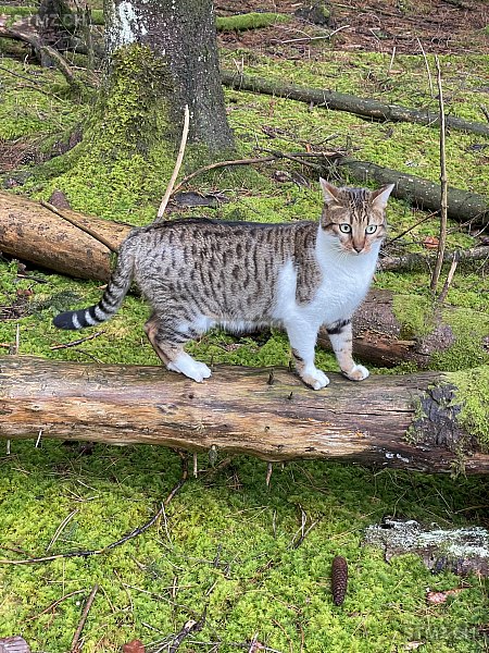 Theo — Hauskatze ♂, Vermisst seit 03.06.2025, Mühlethal (AG)