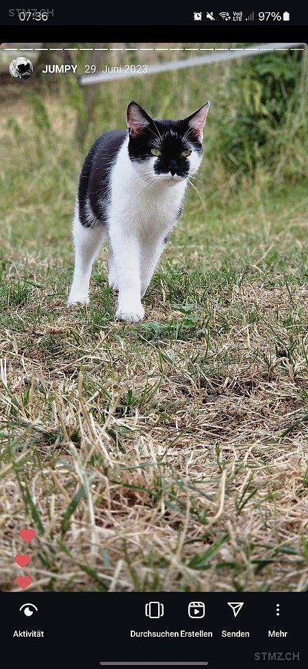 Jumpy — Hauskatze ♂, Vermisst seit 13.05.2025, Kienberg (SO)