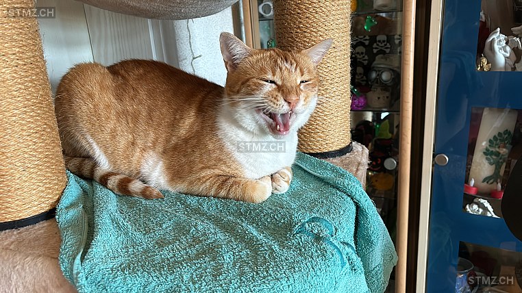 Pfupfi — Bengalen ♂, Vermisst seit 02.06.2025, Dagmersellen (LU)