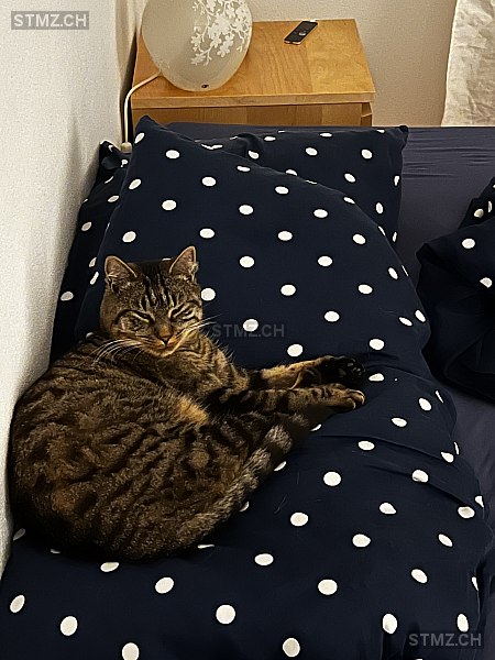 Nala — Hauskatze ♀, Vermisst seit 12.05.2025, Kaltenbach (TG)