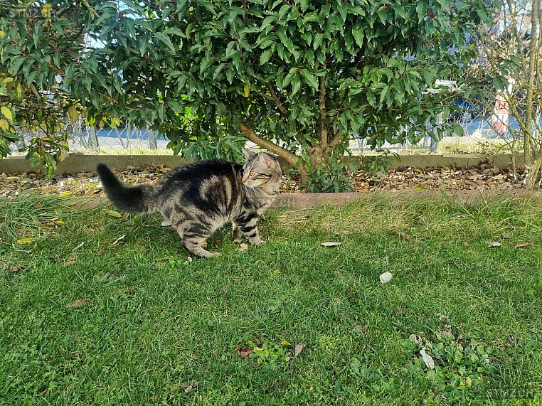 Nala — Hauskatze ♀, Vermisst seit 31.05.2025, Cugy VD (VD)