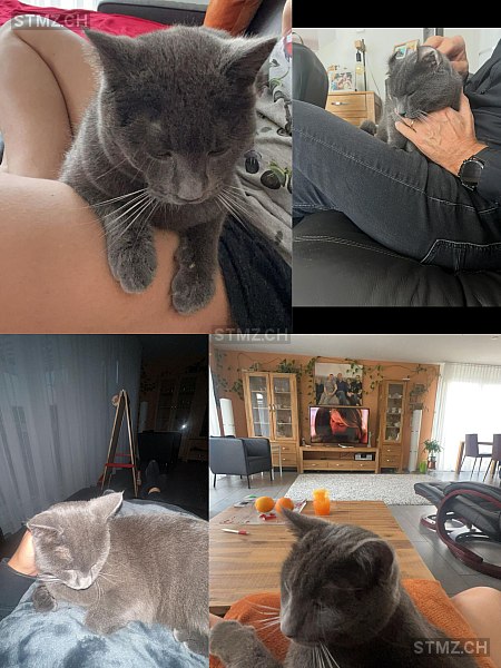 Filou — Kartäuser ♂, Vermisst seit 29.05.2025, Aesch BL (BL)