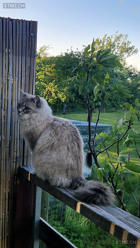 Nanuk — Hauskatze ♂, Vermisst seit 22.05.2025, Innerberg (BE)