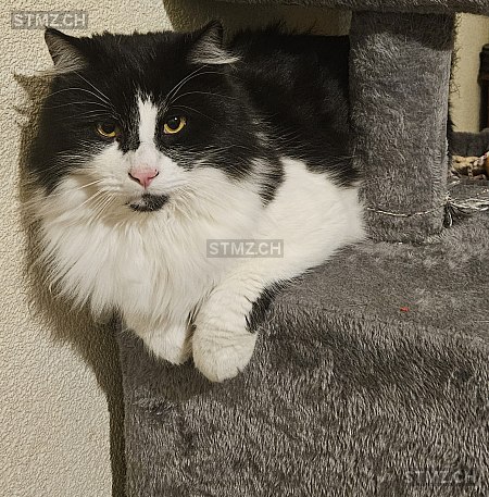 Rasta — Hauskatze ♂, Vermisst seit 01.06.2025, Bulle (FR)