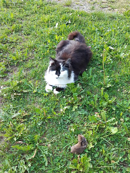 Felix — Hauskatze ♂, Vermisst seit 31.05.2025, Illnau (ZH)