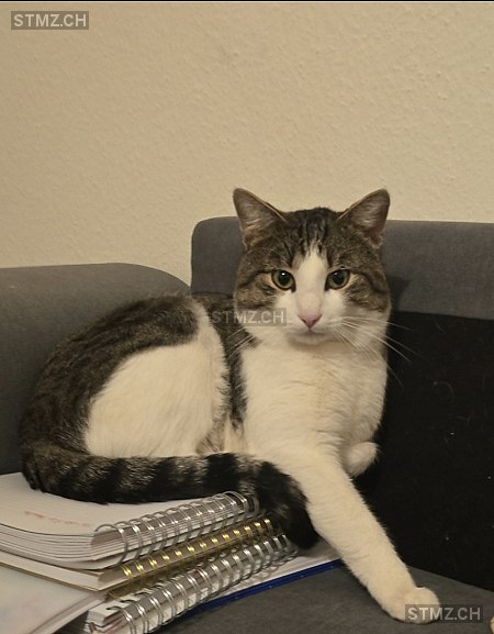 Cupcake — Hauskatze ♂, Vermisst seit 22.04.2025, Rüti ZH (ZH)