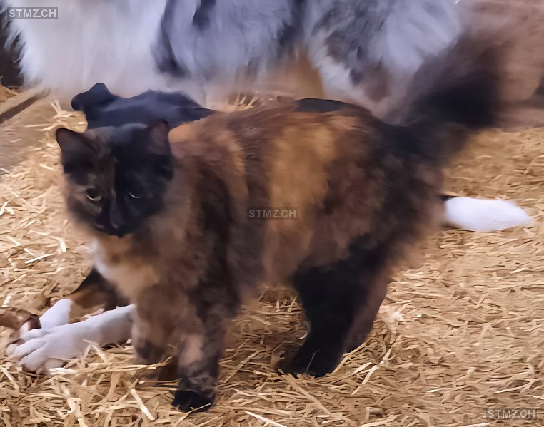 Lola — Hauskatze ♀, Vermisst seit 02.06.2025, Vättis (SG)