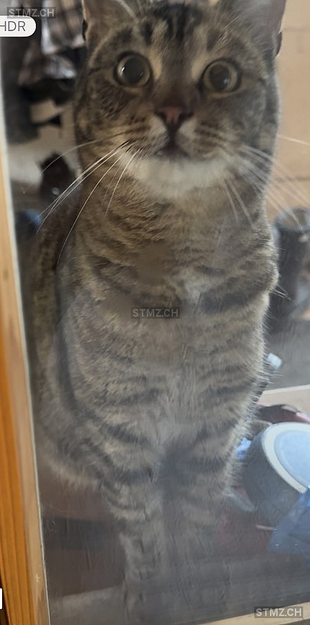 Felina — Hauskatze ♀, Vermisst seit 23.05.2025, Holziken (AG)