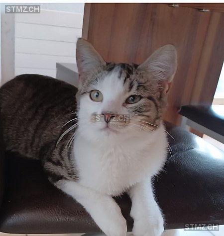 Chipsli — Hauskatze ♂, Vermisst seit 31.05.2025, Konolfingen (BE)