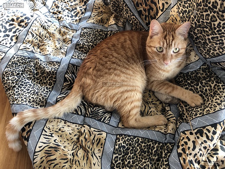 Chili — Hauskatze ♂, Vermisst seit 29.05.2025, Kehrsatz (BE)