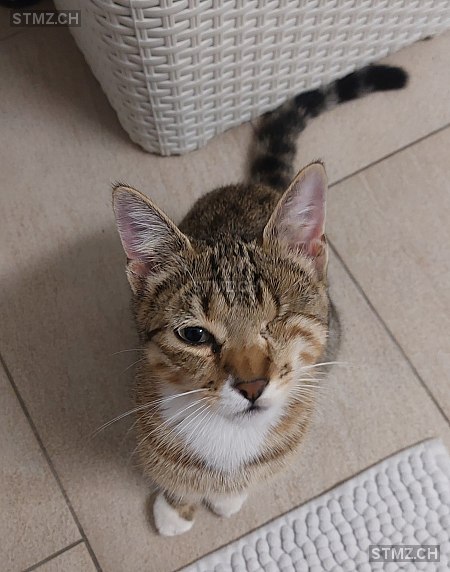 Mickey — Hauskatze ♂, Vermisst seit 29.05.2025, Oberwangen bei Bern (BE)