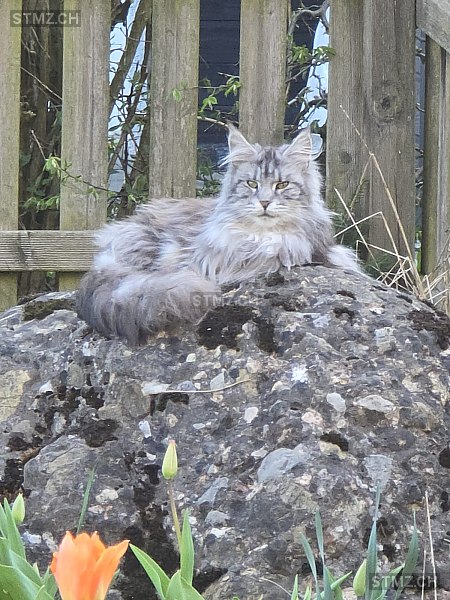 Emma — Maine Coon ♀, Vermisst seit 01.06.2025, Bazenheid (SG)