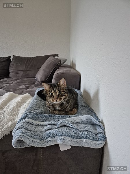 Mayla — Hauskatze ♀, Vermisst seit 05.06.2025, Reinach BL (BL)
