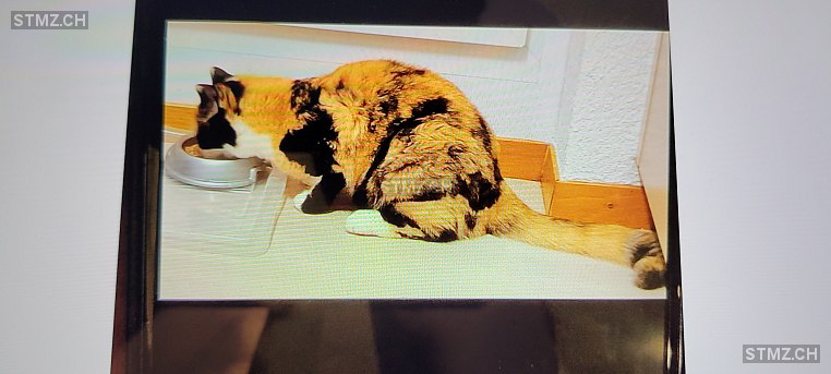 Cheetah — Hauskatze ♀, Vermisst seit 02.06.2025, Oberglatt ZH (ZH)