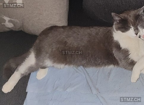 Moli — Hauskatze ♀, Vermisst seit 04.06.2025, Erlenbach im Simmental (BE)