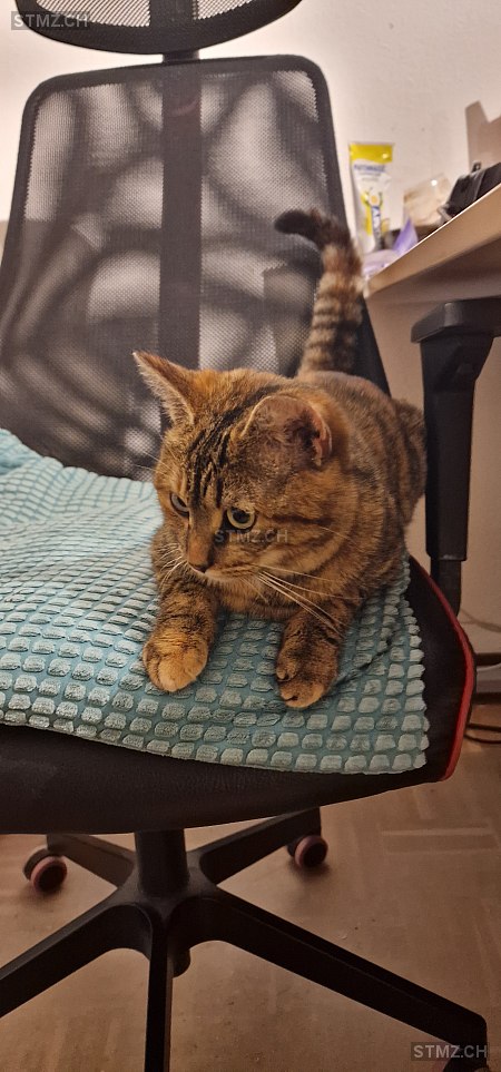 Freyja — Hauskatze ♀, Vermisst seit 05.06.2025, Kollbrunn (ZH)