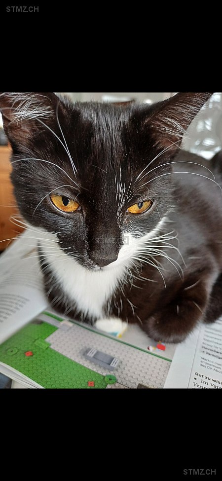 Minka — Hauskatze ♀, Vermisst seit 12.05.2025,  ()