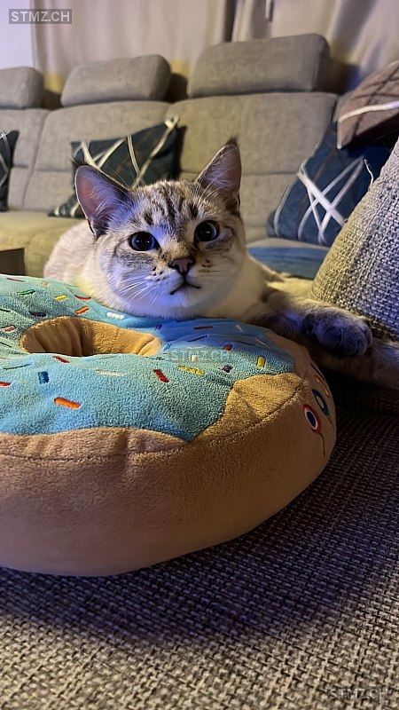 Findus — Hauskatze ♂, Vermisst seit 30.05.2025, Gsteig bei Gstaad (BE)