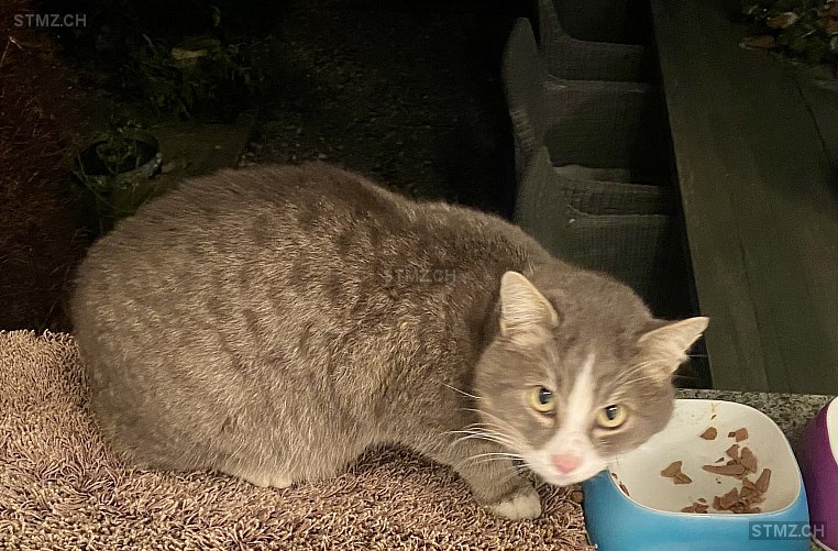 Toby — Hauskatze ♂, Vermisst seit 27.05.2025, Stans (NW)