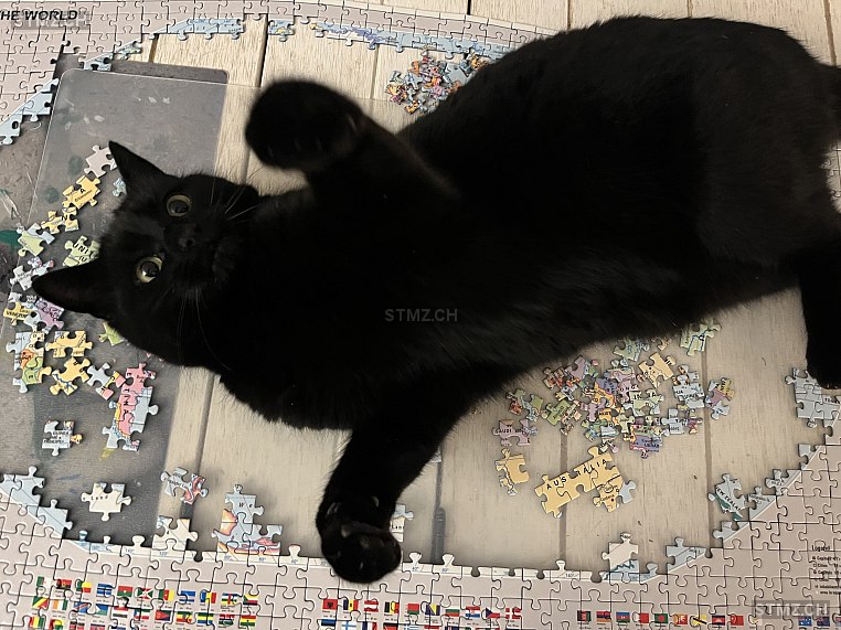 Baghera/Bäghi — Hauskatze ♀, Vermisst seit 03.06.2025, Fällanden (ZH)