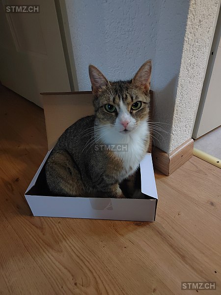 Zoi — Hauskatze ♀, Vermisst seit 08.06.2025, Thun (BE)