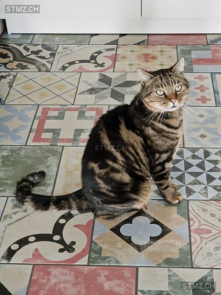 Luzi — Hauskatze ♂, Vermisst seit 08.06.2025, Frutigen (BE)