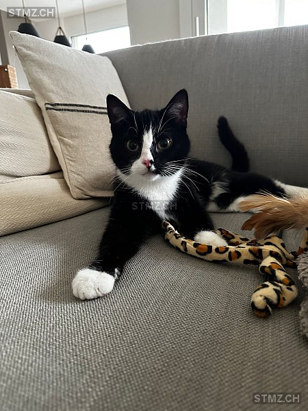 Fred — Hauskatze ♂, Vermisst seit 09.06.2025, Sempach (LU)