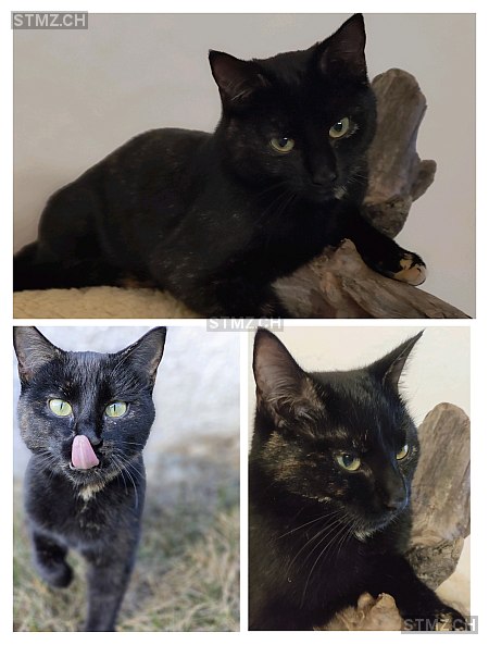 Chrysi — Hauskatze ♀, Vermisst seit 10.06.2025, Schübelbach (SZ)