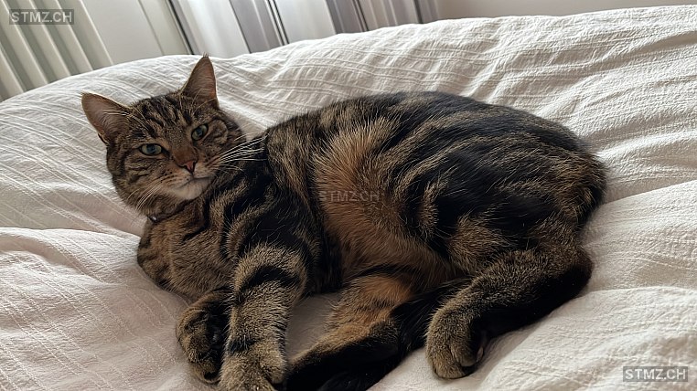 Bluu — Hauskatze ♂, Vermisst seit 09.06.2025, Lenk im Simmental (BE)