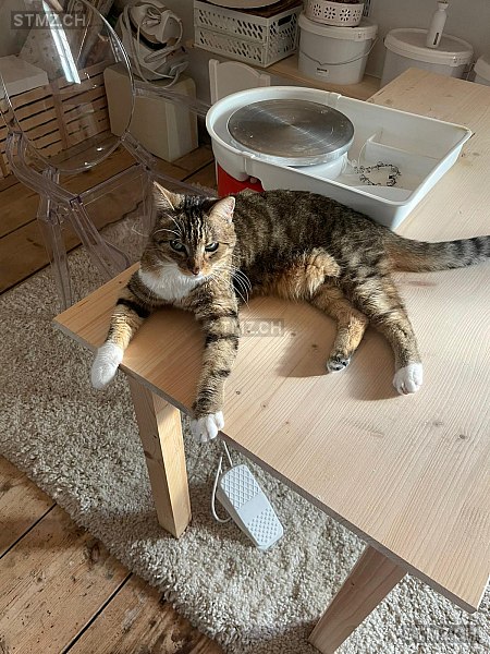 Faivel — Hauskatze ♀, Vermisst seit 09.06.2025, Zuckenriet (SG)