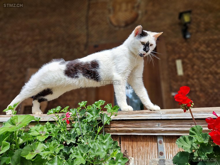 Lilly — Hauskatze ♀, Vermisst seit 09.06.2025, Willisau (LU)