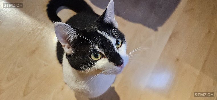 Capucine — Hauskatze ♀, Vermisst seit 09.06.2025, Monthey (VS)