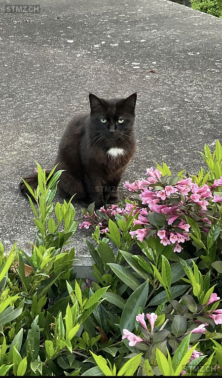 Samira — Hauskatze ♀, Vermisst seit 07.06.2025, Schwyz (SZ)