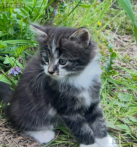 Minusch — Katze ♂, Vermisst seit 10.06.2025, Meiringen (BE)