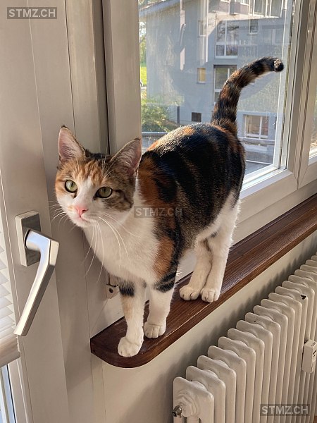Nalini — Hauskatze ♀, Vermisst seit 13.06.2025, Zürich (ZH)
