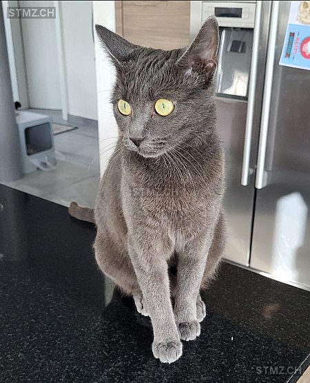 Shiva — Hauskatze ♀, Vermisst seit 21.05.2025, Chavannes-sous-Orsonnens (FR)