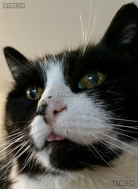 Bläss — Hauskatze ♂, Vermisst seit 11.06.2025, Oberaach (TG)