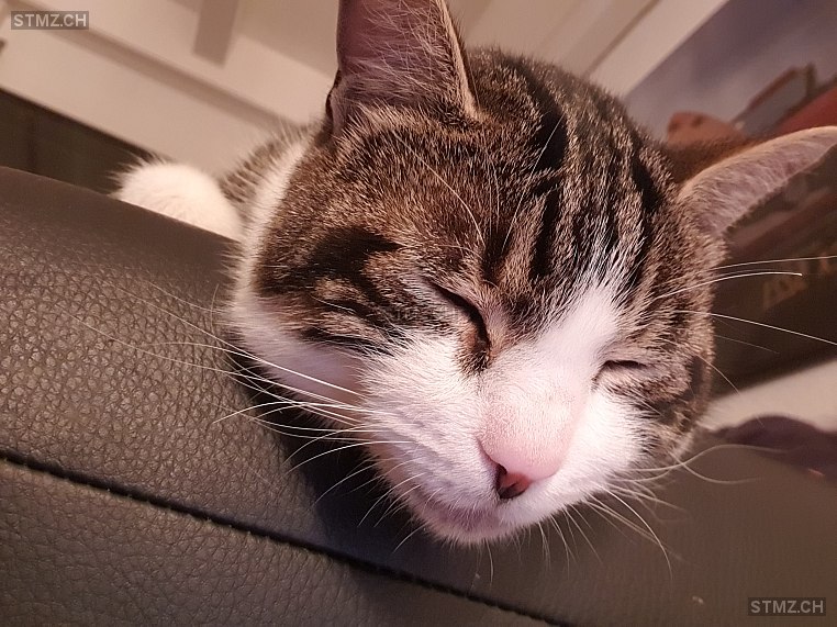 Haineko — Hauskatze ♂, Vermisst seit 09.06.2025, Echallens (VD)